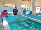 Kegiatan Kaji Terap Pembenihan Ikan Koi di UPTD Balai Perbenihan Ikan (BPI) Kabupaten Buleleng