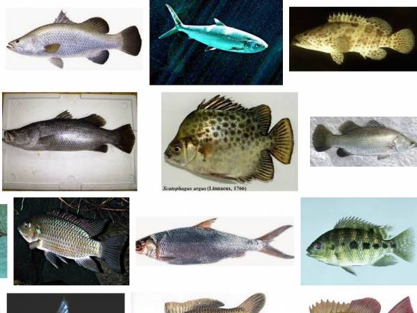 Berikut ini yang merupakan jenis ikan air tawar adalah…