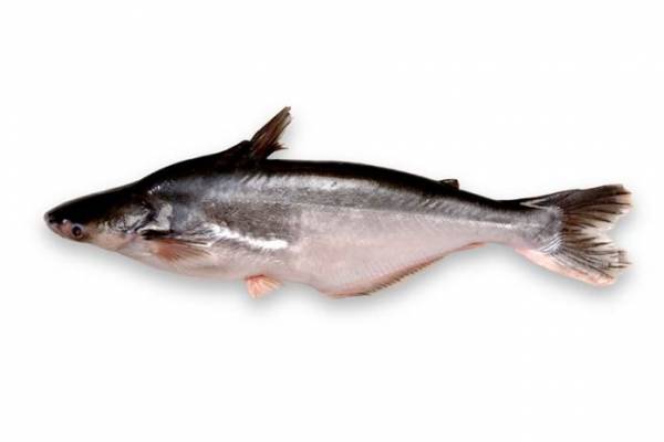 Jenis Jenis Ikan Patin Ikan Berdaging Lezat Dan Gurih Dinas Ketahanan Pangan Dan Perikanan
