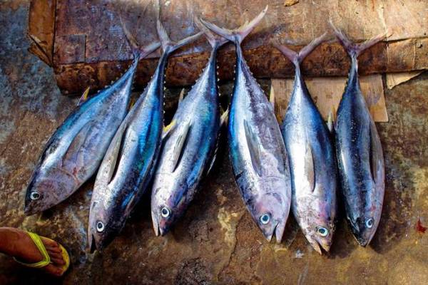 Tips Penderita Darah Tinggi Jangan Makan 5 Ikan ini