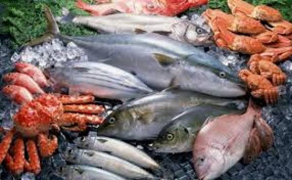 Jenis makanan ikan protein adalah kandungan salah satu tinggi yang memiliki 5 Jenis