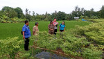 Kegiatan Pemantauan Stok Beras dan Cabai, Yang Bersinergi Dengan Dinas Pertanian Kab. Buleleng, dan Satpol PP Kab. Buleleng