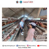 Peninjauan Lapangan Ke Sentra Produksi Telur Ayam dan Cabai Besar di Desa Tambakan